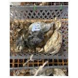 Barnyard mix bantam chicks