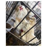 Pair of Chickens