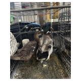 Pair of Ducks