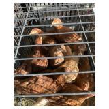 chickens
