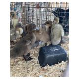khaki campbell ducklings
