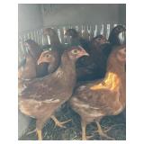 chickens