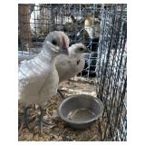 zombie pullets