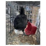 young ayam cemani rooster