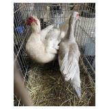 Pair Muscovy