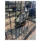 Mix Rouen/Muscovy Drakes