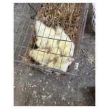 White Goslings