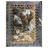 Barnyard Mix Bantam Chicks