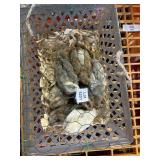 Barnyard Mix Bantam Chicks