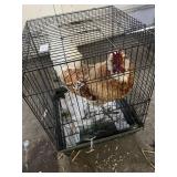 Half Polish/Orphinston Rooster Year Old
