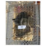 Barnyard Mix Bantam Chicks