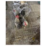 Roosters