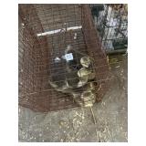 African Goslings