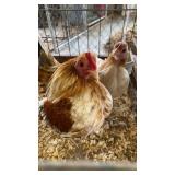 Splash wheaten roo blue wheaten hen old english