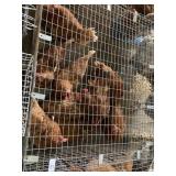 laying hens