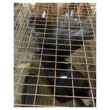 black laughing chickens