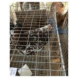 sussex hen