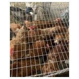 laying hens