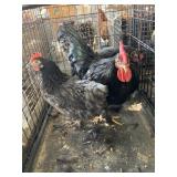 3hen 1 rooster