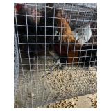 big roosters