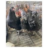 hens