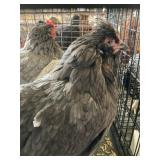 hens