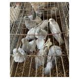 pigeons