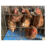 brown laying hens