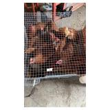 cinnamon queen laying hens