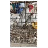 bantams