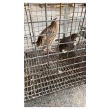 quail
