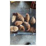 brown laying hens