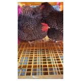 barred rock rooster and 4 barred hens