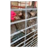 Six young guinea
