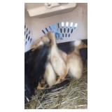 Crested ducks