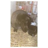 Mini lop rabbit female