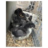 Wyndotte Chicks