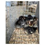Wyndotte Chicks