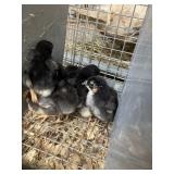 Wyndotte Chicks