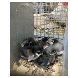 Wyndotte Chicks