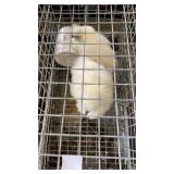 silky chicks