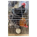 roosters
