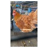 buckeye hen