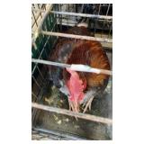 phoneix rooster