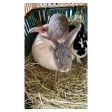 rabbits
