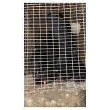 pullets