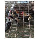 bantam chicks