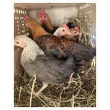 bantam chicks