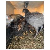 chickens