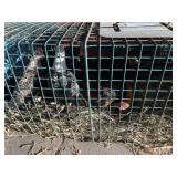 bantam chicks